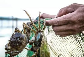 中国五大淡水湖将十年无渔，大闸蟹要涨价了？