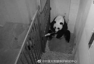 旅美大熊猫美香产后不进食、照顾不周？
