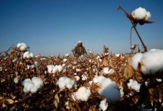 美国考虑对新疆棉制品实施禁令