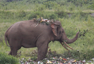 触目惊心，印尼大象被拍喝污水还吃塑料垃圾