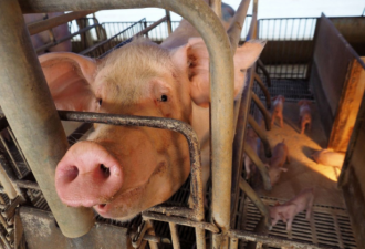 台湾将放宽对美国牛肉和猪肉的进口限制