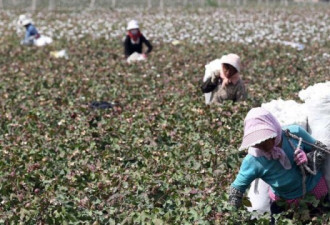 禁止进口新疆棉花番茄 美国宣布推迟禁令