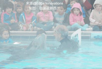 新西兰公司造了一条假海豚1.8亿卖给中国
