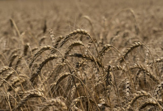 惨了！中国1200万亩小麦田全毁 中国粮荒加剧