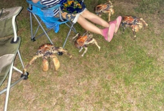 全家人露天烤肉，突然被52只巨型螃蟹包围