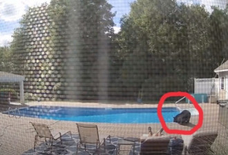 男子泳池边晒太阳浴，一只大黑熊吓坏了他