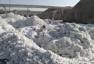 美国拟禁止从中国新疆进口棉花与西红柿