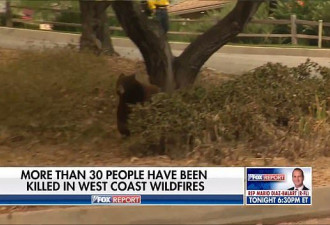 美国女记者正直播，一只熊飞奔而来