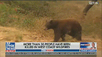 美国女记者正直播，一只熊飞奔而来