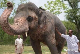 被当赚钱工具 世界上最孤独的大象终于解放了