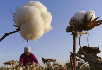 美国拟禁新疆棉产品 中国外交部回应