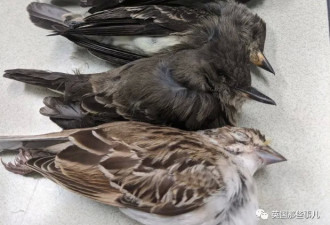 数十万侯鸟在美国上空坠亡，横尸遍野