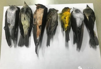数十万侯鸟在美国上空坠亡，横尸遍野