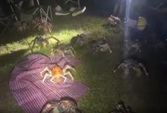 一家人被椰子蟹围攻，现场画面惊人！