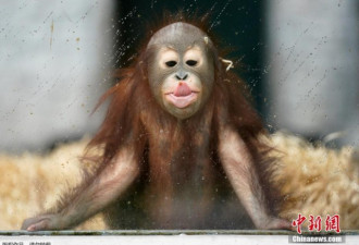 俄罗斯动物园年幼猩猩雨中“舔屏”