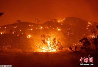 美加州“酒乡”遭遇大火 千亩土地被毁