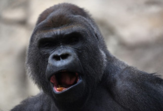 西班牙动物园400斤大猩猩冲破3道安全门