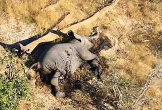 博茨瓦纳330头大象神秘死亡原因找到了