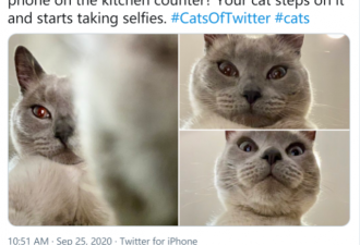 美国一猫咪踩住主人手机留下搞笑“自拍”