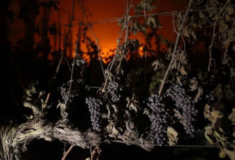 加州米其林被烧!百年葡萄园毁于一旦