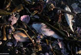 俄海滩横尸遍野 不明黄泡毒死95%生物