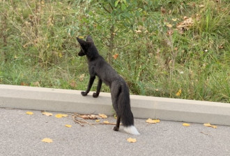 外出小心：多伦多“银狐”数量激增！别靠近！