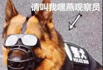 一条神奇警犬，抖音播放量飙到2500万！