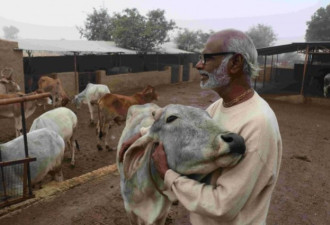 印度公布“牛粪芯片”：不仅防辐射还防疾病