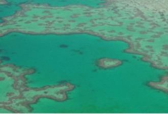 专家警告：大堡礁一半珊瑚已经消失了