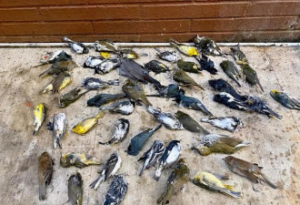 费城数千只鸟儿飞入摩天大楼撞上玻璃死亡