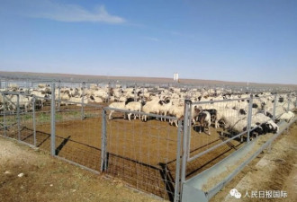 蒙古国3万只羊真来了 进入隔离免疫区