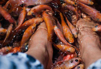 中国女客泰国全身鱼疗酥麻 憋不住尿毒死整池鱼