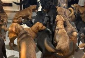 男子把300只流浪狗收留在家里，如开动物派对