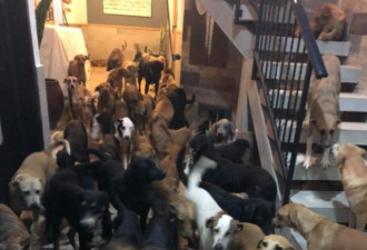 男子把300只流浪狗收留在家里，如开动物派对