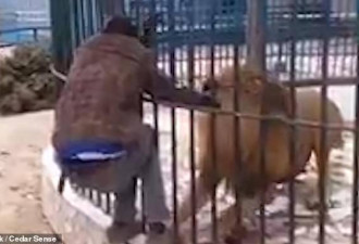 动物园工作人员隔栏拍打狮子吸引游客