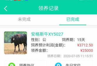 “云养牛”骗局:不存在的牛 受害者遍全国