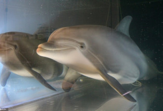 世界首只机器海豚问世 仿真度100%