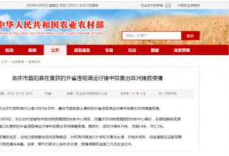 重庆酉阳再发非洲猪瘟疫情 扑杀仔猪