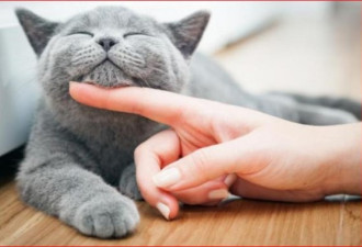慢眨眼术：动物学家发现了与猫咪亲近的诀窍