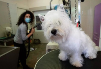 一只可爱宠物狗狗，被发现染上新冠病毒