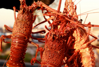 澳中关系导致成吨澳洲龙虾在华清关受阻！