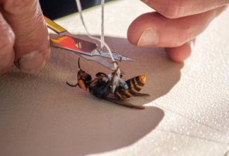 美加边境首现亚洲黄蜂一分钟杀死40蜜蜂