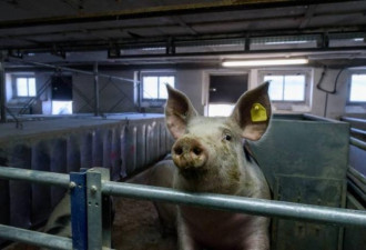 中国惊现新冠病毒猪瘟 未来恐跨物种传人
