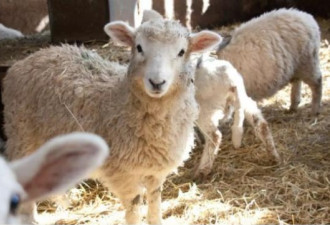 中国采购推动澳大利亚羊毛价格飙升