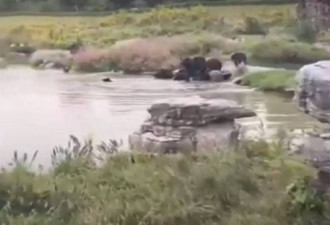 上海动物园饲育员遭熊群分尸啃食 照片曝光