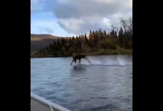 阿拉斯加麋鹿11秒“轻功水上漂”影片爆红