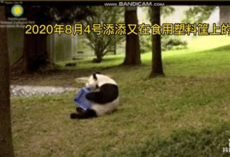 大熊猫疑遭美国动物园虐待 把国宝接回中国！