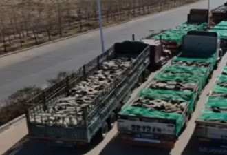 蒙古国捐赠首批4000只活羊已入国境