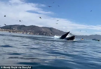 惊:两女子被鲸鱼一口吞进肚里，数秒后逃出