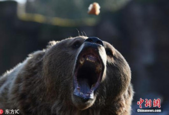 日本又发生两起熊袭击人事件 致2人身受重伤